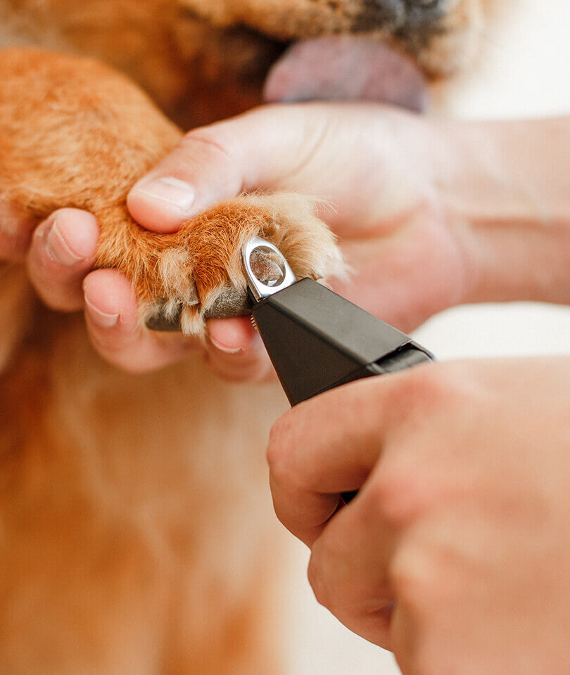 pet-grooming-22